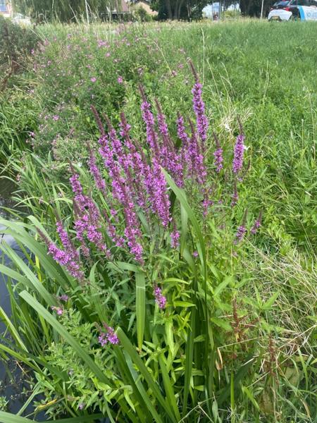Grote kattenstaart (Lythrum salicaria)